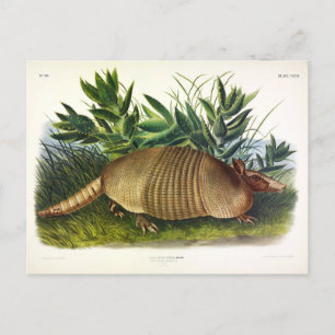Nine-Buurt, langwerpige Armadillo van Audubon Briefkaart