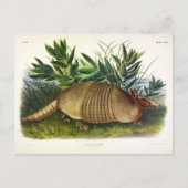 Nine-Buurt, langwerpige Armadillo van Audubon Briefkaart (Voorkant)