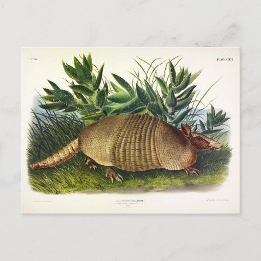 Nine-Buurt, langwerpige Armadillo van Audubon Briefkaart (Voorkant)