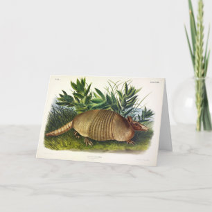 Nine-Buurt, langwerpige Armadillo van Audubon Kaart
