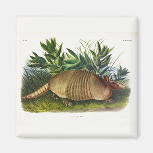 Nine-Buurt, langwerpige Armadillo van Audubon Magneet