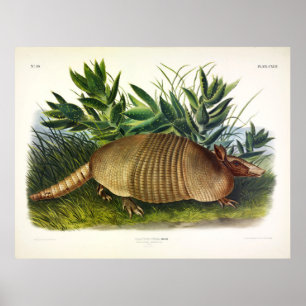 Nine-Buurt, langwerpige Armadillo van Audubon Poster