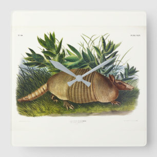 Nine-Buurt, langwerpige Armadillo van Audubon Vierkante Klok
