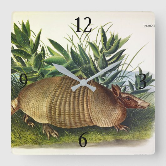 Nine-Buurt, langwerpige Armadillo van Audubon Vierkante Klok (Voorkant)
