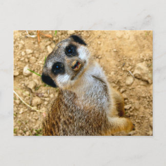 Niro-Erdmännchen Briefkaart