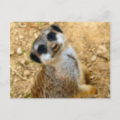Niro-Erdmännchen Briefkaart (Voorkant)