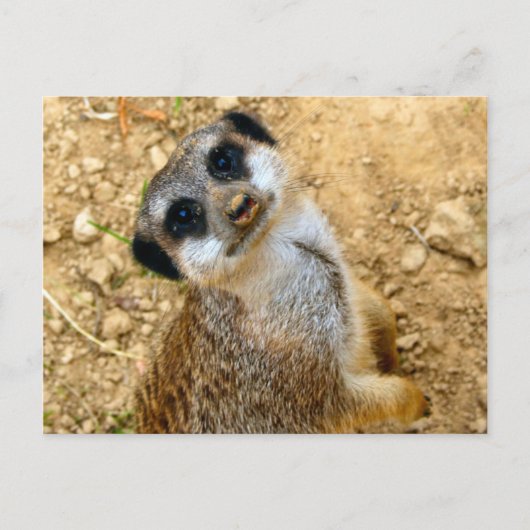 Niro-Erdmännchen Briefkaart (Voorkant)