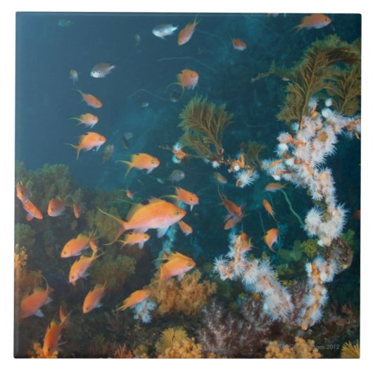 Nishiizumachi, Shizuoka Prefecture, Japan 2 Tegeltje (Voorkant)