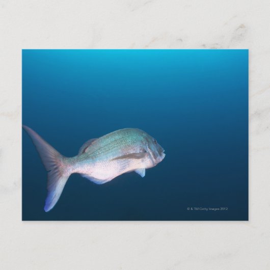 Nishiizumachi, Shizuoka Prefecture, Japan Briefkaart (Voorkant)