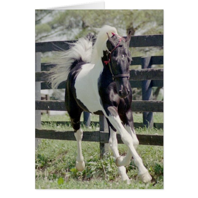 Nite of Fame (Voorkant)