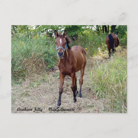 NiteSilhouette Briefkaart (Voorkant)