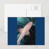 NJ Shark CB Briefkaart (Voorkant / Achterkant)