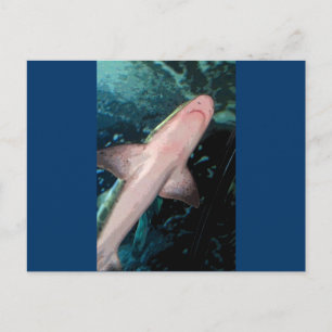 NJ Shark CB Briefkaart