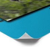 "NO FEAR" Hout Ducks Fledging Poster (Hoek)