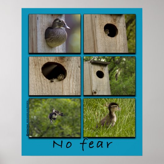 "NO FEAR" Hout Ducks Fledging Poster (Voorkant)