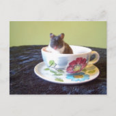 noah 2 Briefkaart (Voorkant)