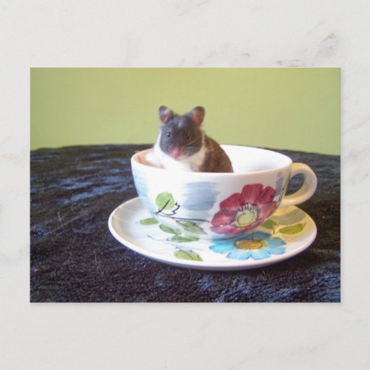 noah 2 Briefkaart (Voorkant)