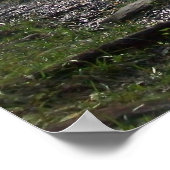 Noah "Bud" Ogle Cabin Poster (Hoek)