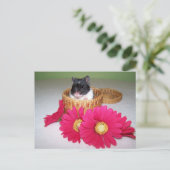 noah cutie briefkaart (Staand voorkant)