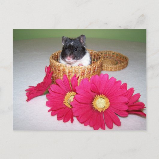 noah cutie briefkaart (Voorkant)