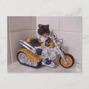 noah-cyclus briefkaart