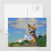 Nobel Tiger Briefkaart (Voorkant / Achterkant)