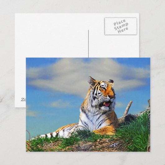 Nobel Tiger Briefkaart (Voorkant / Achterkant)