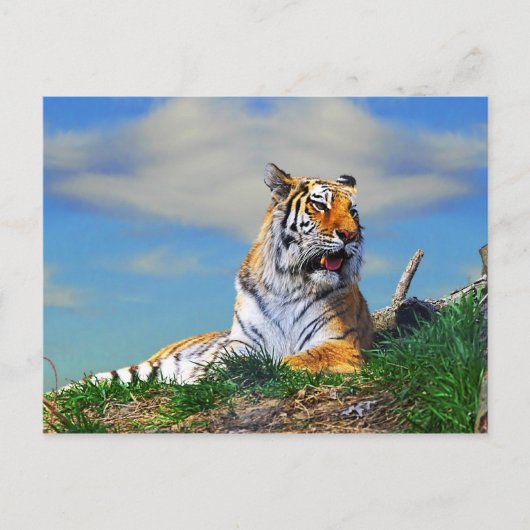 Nobel Tiger Briefkaart (Voorkant)