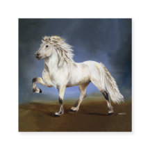 Nobility IJslands paard