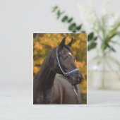 Noble Arabian Briefkaart (Staand voorkant)