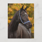 Noble Arabian Briefkaart (Voorkant)