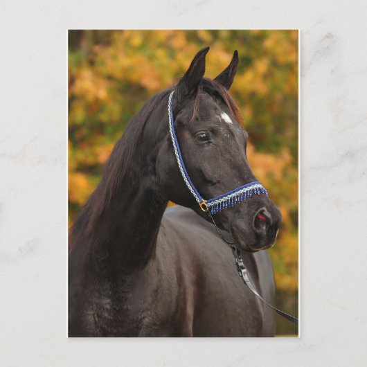 Noble Arabian Briefkaart (Voorkant)