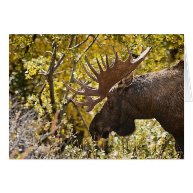 Noble Bull Moose (Voorkant Horizontaal)