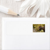 Noble Bull Moose Etiket (Insitu)