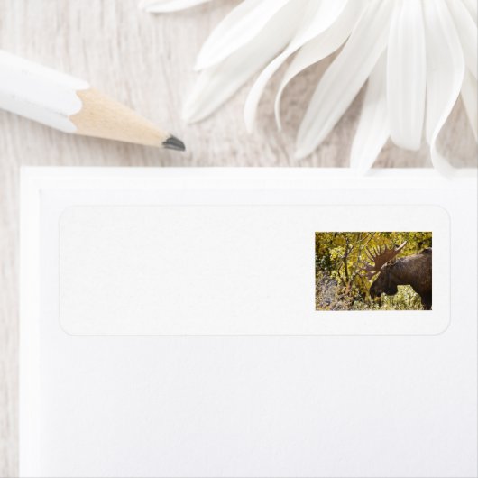 Noble Bull Moose Etiket (Insitu)