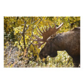 Noble Bull Moose Foto Afdruk (Voorkant)