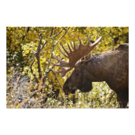 Noble Bull Moose Foto Afdruk