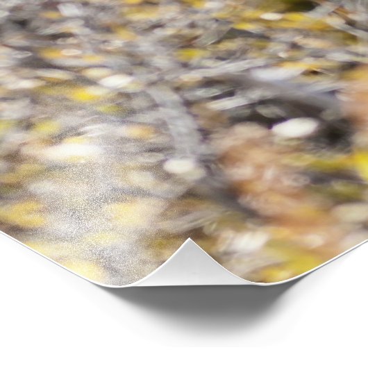 Noble Bull Moose Foto Afdruk (Hoek)