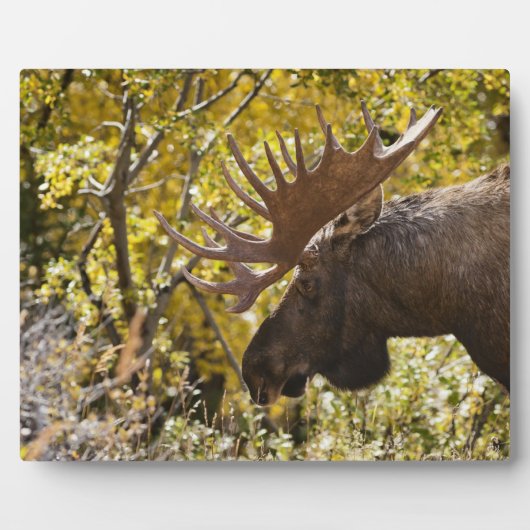 Noble Bull Moose Fotoplaat (Voorkant)