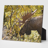 Noble Bull Moose Fotoplaat (Zijkant)
