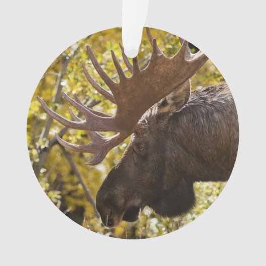 Noble Bull Moose Ornament (voorkant)