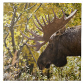 Noble Bull Moose Tegeltje (Voorkant)