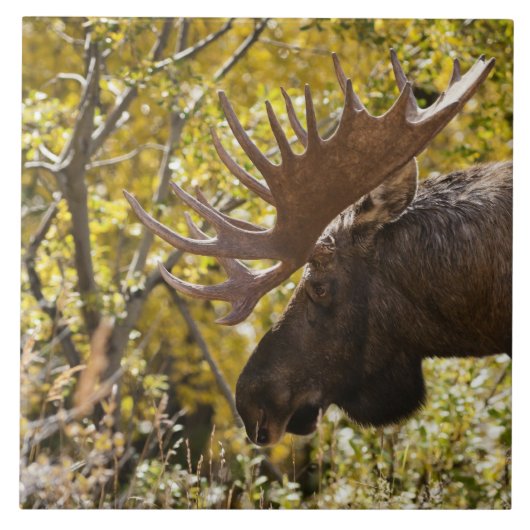 Noble Bull Moose Tegeltje (Voorkant)