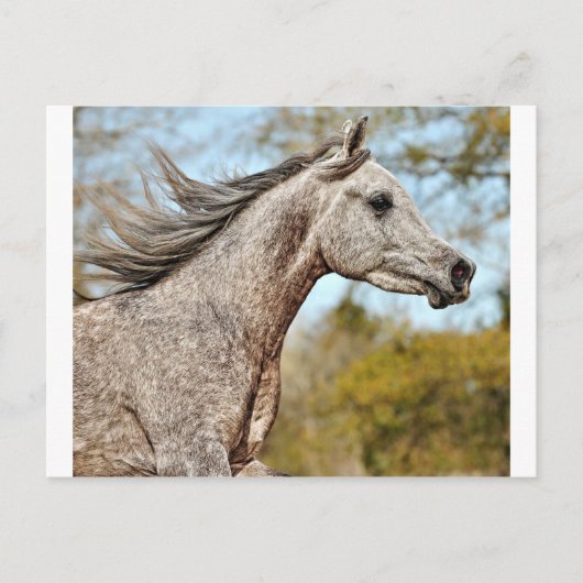 Noble en Proud Briefkaart (Voorkant)