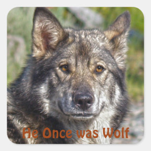 Noble German Shepherd Wolf-like Pose Vierkante Sticker