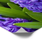 Noble Happy Norooz Hyacinths - Poster (Hoek)