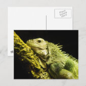 Noble Iguana Briefkaart (Voorkant / Achterkant)