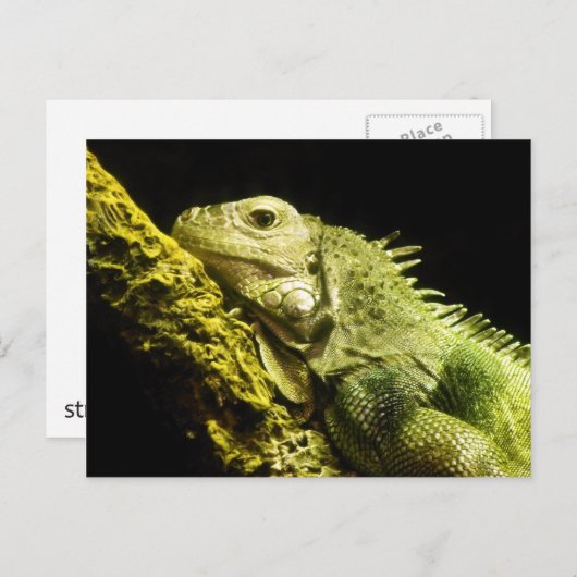 Noble Iguana Briefkaart (Voorkant / Achterkant)