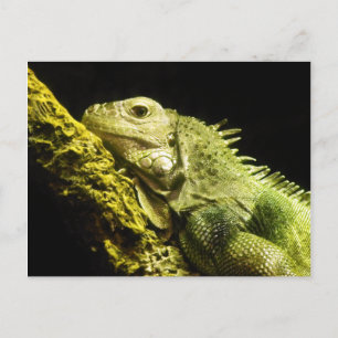 Noble Iguana Briefkaart