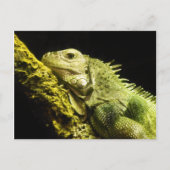 Noble Iguana Briefkaart (Voorkant)